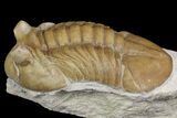 Asaphus Ornatus Trilobite - Russia #165441-3